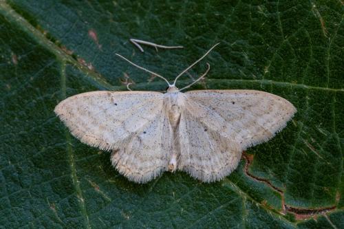 Idaea litigiosaria